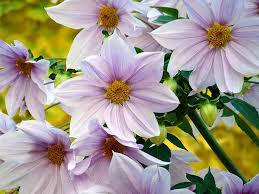 綺麗な白とピンクの花と黄色の