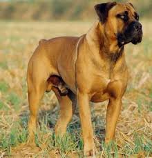   Boerboel  