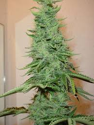 Make Marijuana Matter More - via Daymix