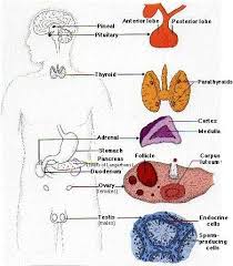 http://addisons.org.au/images/endocrine_diag.jpg
