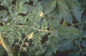 Tobacco mosaic virus on tomato - via Daymix
