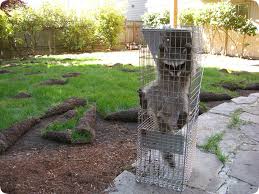 Raccoons Tearing Up Sod