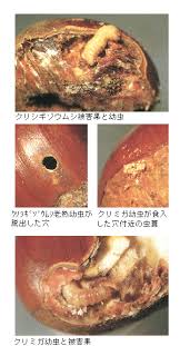 作物名 ： クリ