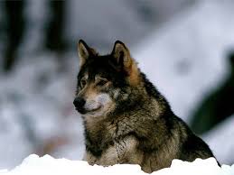 The  Lone   Wolf 