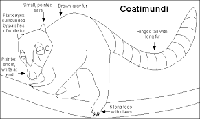 The  coatimundi   pronounced    