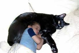 Angie  Biggest   cat in the world 