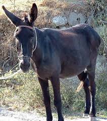 donkey