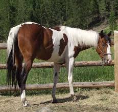 http://www.lwranch.com/activities/horseinfo.html