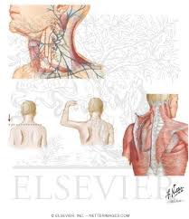 http://www.netterimages.com/images/vpv/000/000/011/11572-0550x0475.jpg