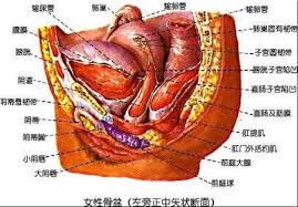 女性骨盆左旁正中矢状断面图片