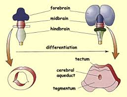 Its dorsal surface forms the  tectum  