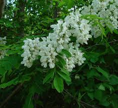 Robinia pseudo- acacia  page