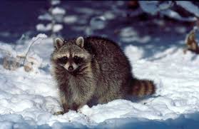 Racoon