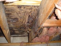 more crawl space mold