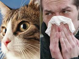 Dealing With Cat Allergies