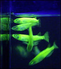 fluorescence