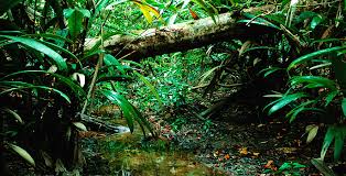 Zones » Amazon Rain Forest - via Daymix