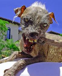 For more info on this adorable puppy