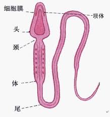 怀孕过程：精子和卵子的故事[要