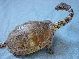 Bizarre Taxidermy 003