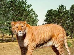 THE LIGER OR TIGON - via Daymix
