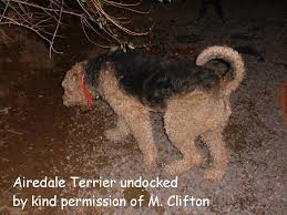   TERRIER    AIREDALE      