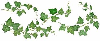 ivy