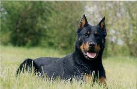   Beauceron  