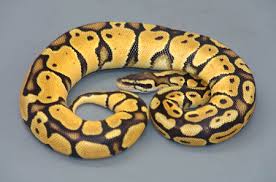 Ball Pythons - via Daymix