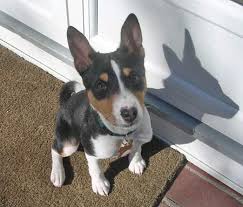This cutie is a Basenji pup