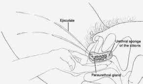 Picture of  Female   Ejaculation    