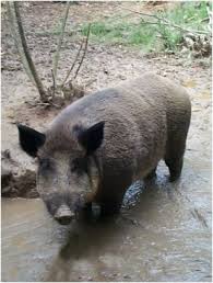 Wild Boar Wild boar