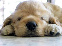 I'm Sleepy