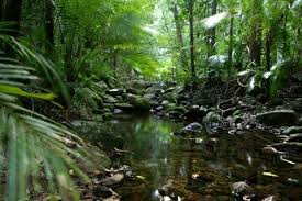 Daintree Rainforest. - via Daymix