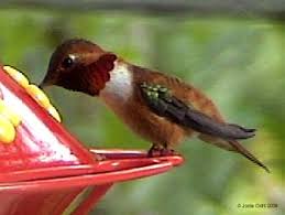   Rufous Hummingbird  