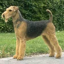   Airedale Terrier    Airedale Terrier      