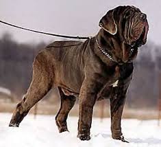   Neapolitan   Mastiff