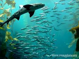 Monterey, California - via Daymix