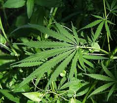 marijuana - via Daymix
