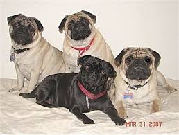 Pug Information and Pictures, - via Daymix