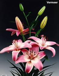 A cultivar created by crossing - via Daymix