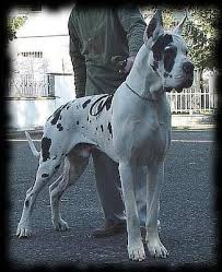Serie de photo de  dogue allemand  