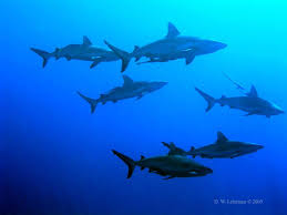 A 'shark attraction dive' - via Daymix