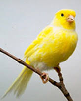   Canary  