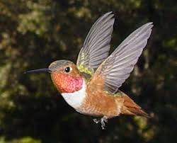   Hummingbirds   can be found from sea    