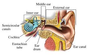 http://www.gooddive.com/scuba-diving-glossary/images/ear-eustachian-tube.jpg