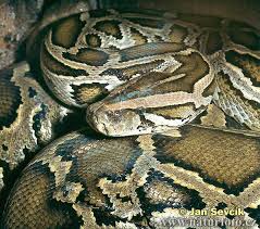 Serpentes > Python molurus - via Daymix