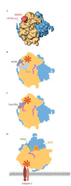      of the mRNA  pink     B   Protein    