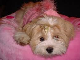      she is a 7 month old  Lhasa Apso   