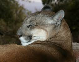 Sleeping female  Mountain Lion   or    